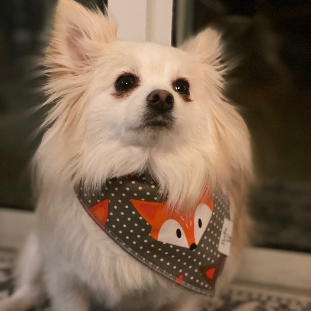 The Fox On The Hound Dog Bandana! - Picture 5 of 6